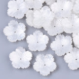 High quality plum blossom with 5-petals