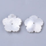 High quality plum blossom with 5-petals